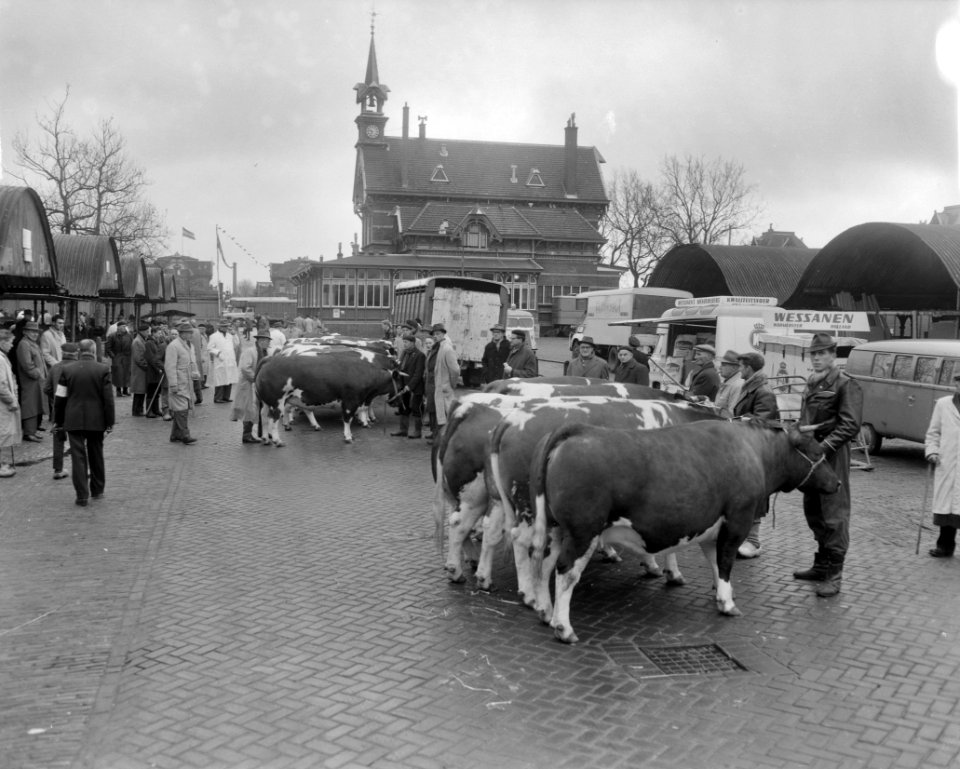 Dikbil Corrie is drie jaar en weegt 820 kilo Twee van de deelnemers op veemarkt, Bestanddeelnr 915-0072
