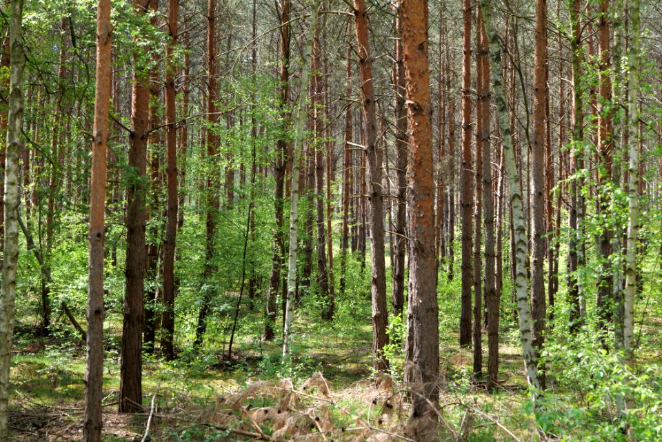 Diedersdorfer Heide und Großbeerener Graben 2021-05-11 13