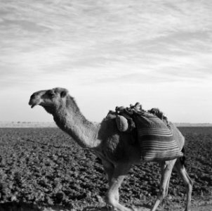 Dieren, dromedarissen, Bestanddeelnr 250-8598