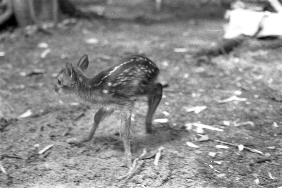 Dieren, herten, Bestanddeelnr 251-3330