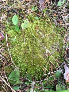 Dicranum scoparium 47531437