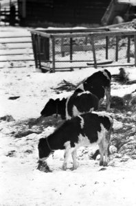 Dieren in de barre winter, koeien bij hun drinkbak (bevroren), Bestanddeelnr 917-2892