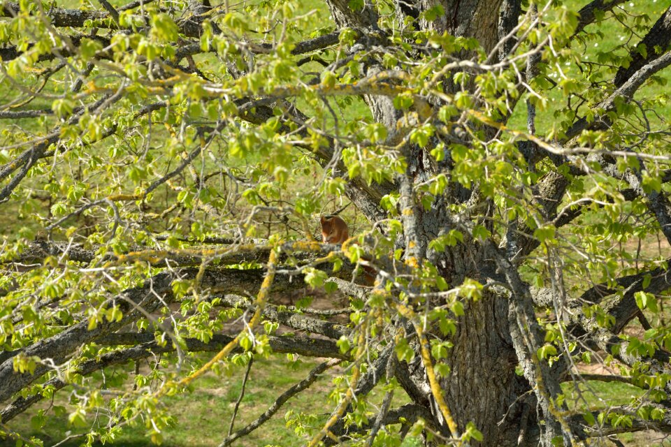 Green tree nature rodent