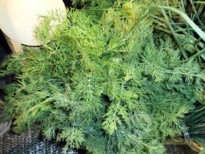 Dill for sale photo