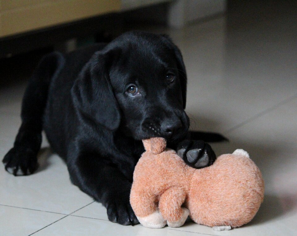 Dog sell ​​meng play