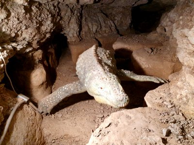 Dienstedter Karsthöhle 7