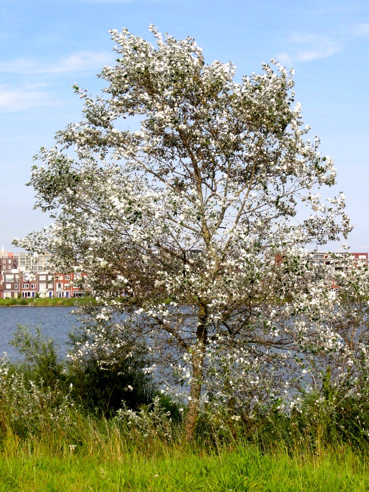 Diemerpark zicht op IJburg