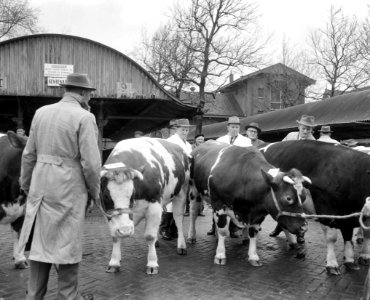Dikbil Corrie is drie jaar en weegt 820 kilo Twee van de deelnemers op veemarkt, Bestanddeelnr 915-0073