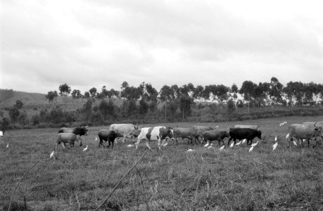 Dieren, landschappen, koeien, vogels, Bestanddeelnr 251-3734