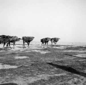 Dieren, dromedarissen, Bestanddeelnr 250-8583