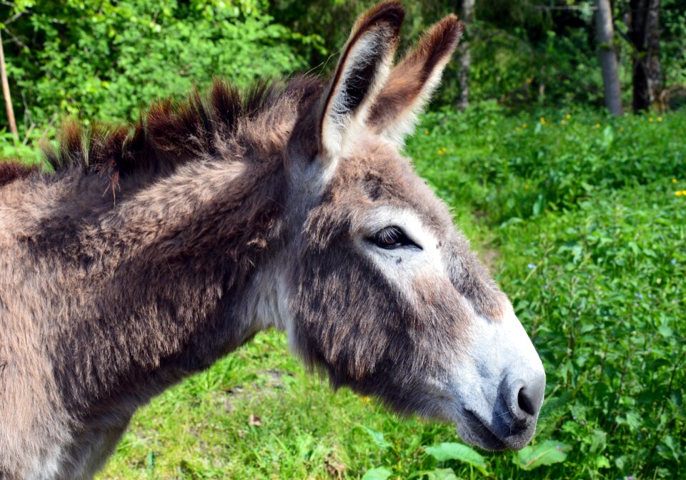 Animal domestic animal ass of the cotentin