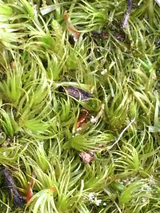 Dicranum scoparium 47531452