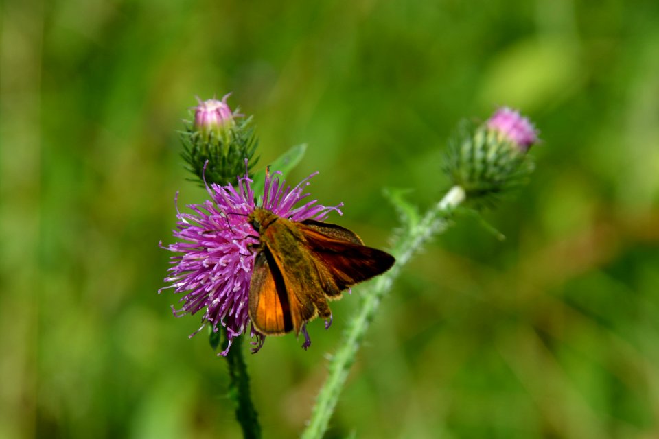 Dickkopffalter auf Blüte