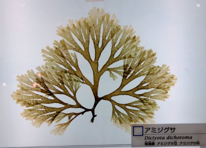 Dictyota dichotoma - National Museum of Nature and Science, Tokyo - DSC06915