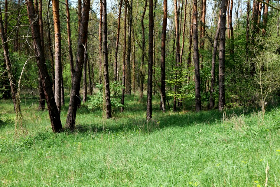 Diedersdorfer Heide und Großbeerener Graben 2021-05-11 06