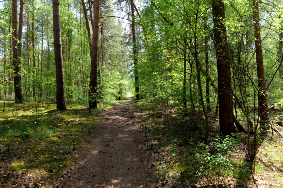 Diedersdorfer Heide und Großbeerener Graben 2021-05-11 01