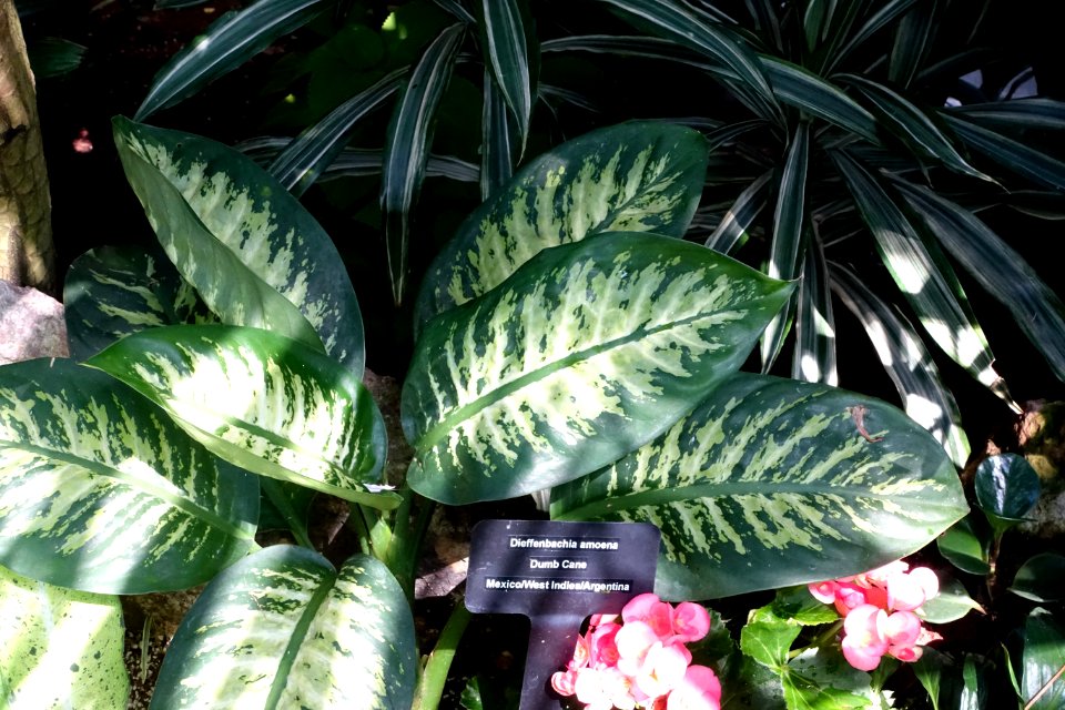 Dieffenbachia amoena - Bloedel Floral Conservatory, Queen Elizabeth Park - Vancouver, Canada - DSC07483