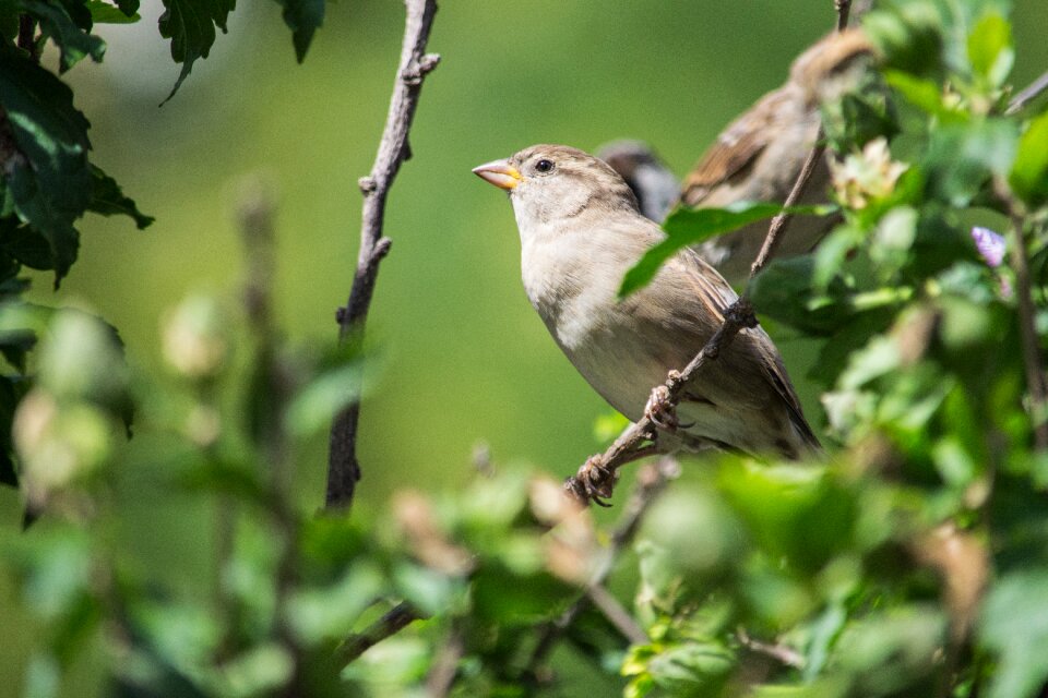 Songbirds songbird animal