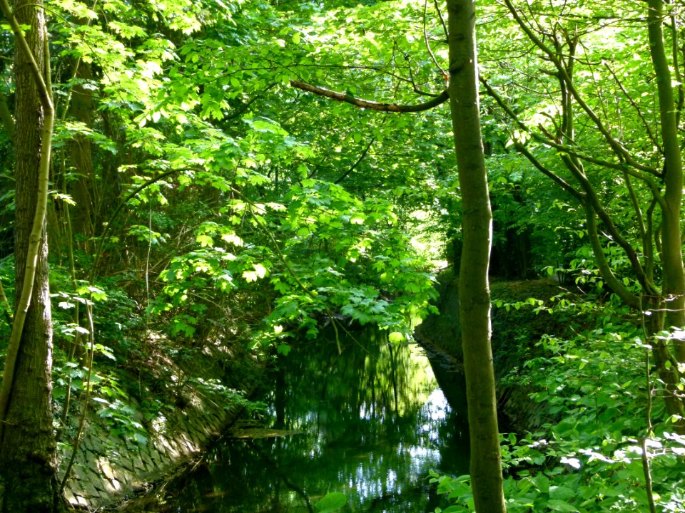 Die Schwale Neumünster