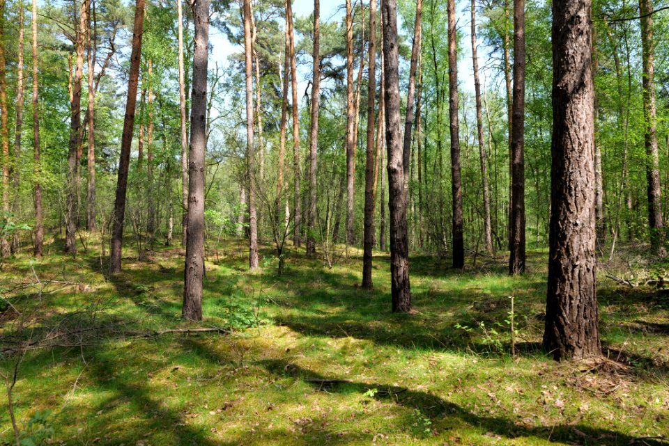 Diedersdorfer Heide und Großbeerener Graben 2021-05-11 03
