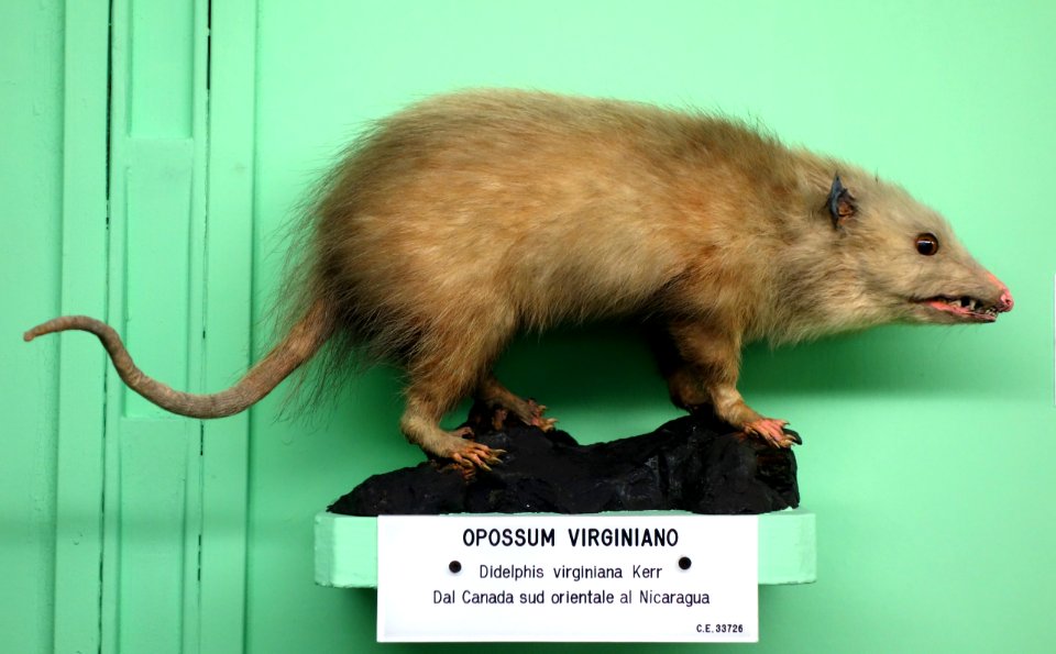 Didelphis virginiana - Museo Civico di Storia Naturale Giacomo Doria - Genoa, Italy - DSC02966