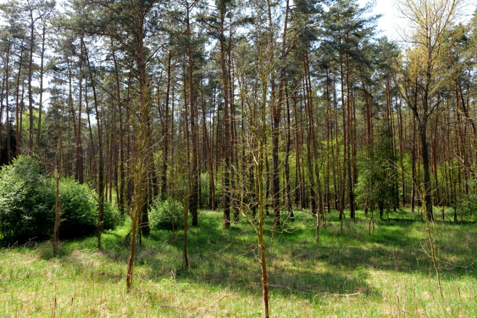 Diedersdorfer Heide und Großbeerener Graben 2021-05-11 10