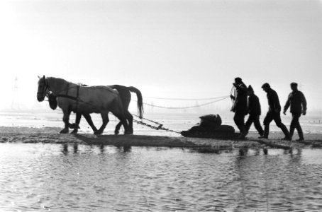 Dijkrestauratie met behulp van paarden, Bestanddeelnr 930-1526