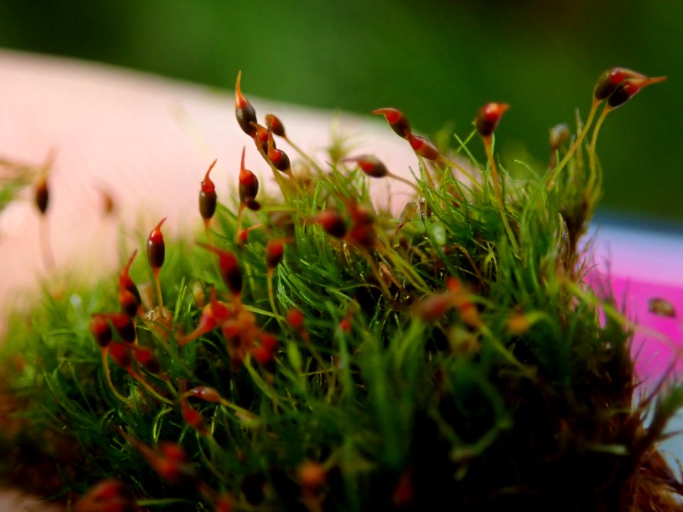 Dicranella heteromalla 109969077