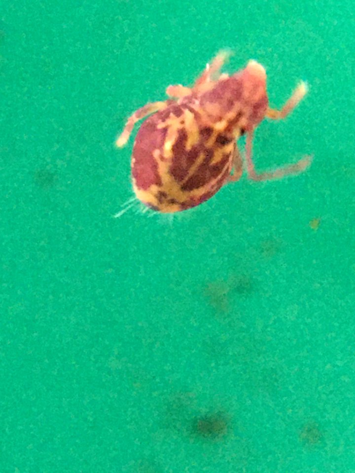 Dicyrtomina ornata 58628925