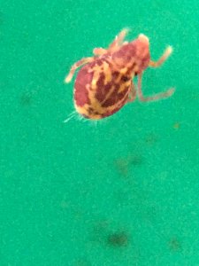Dicyrtomina ornata 58628925