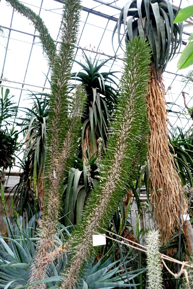 Didierea madagascariensis - Botanischer Garten - Heidelberg, Germany - DSC01296