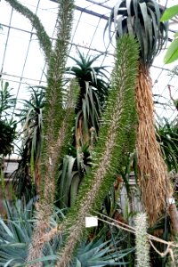 Didierea madagascariensis - Botanischer Garten - Heidelberg, Germany - DSC01296