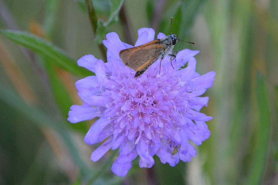 Dickkopffalter auf Blüte seitlich