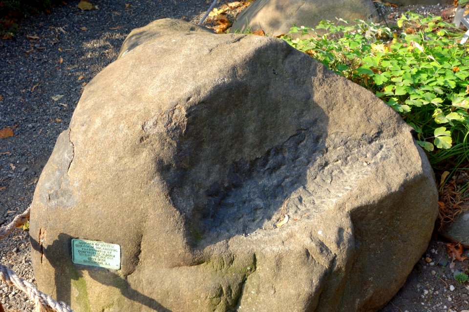 Diabase Boulder, Englewood, NJ - Brooklyn Botanic Garden - Brooklyn, NY - DSC07966