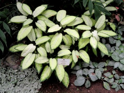 Dieffenbachia seguine - Botanischer Garten Freiburg - DSC06318