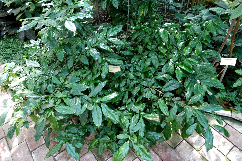 Didymosalpinx norae - Bergianska trädgården - Stockholm, Sweden - DSC00434