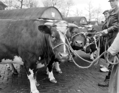 Dikbil Corrie is drie jaar en weegt 820 kilo Twee van de deelnemers op veemarkt, Bestanddeelnr 915-0070