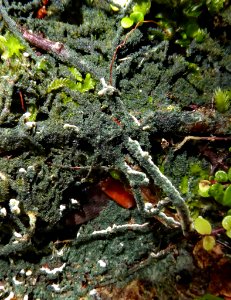 Dictyonema sericeum by Peter de Lange