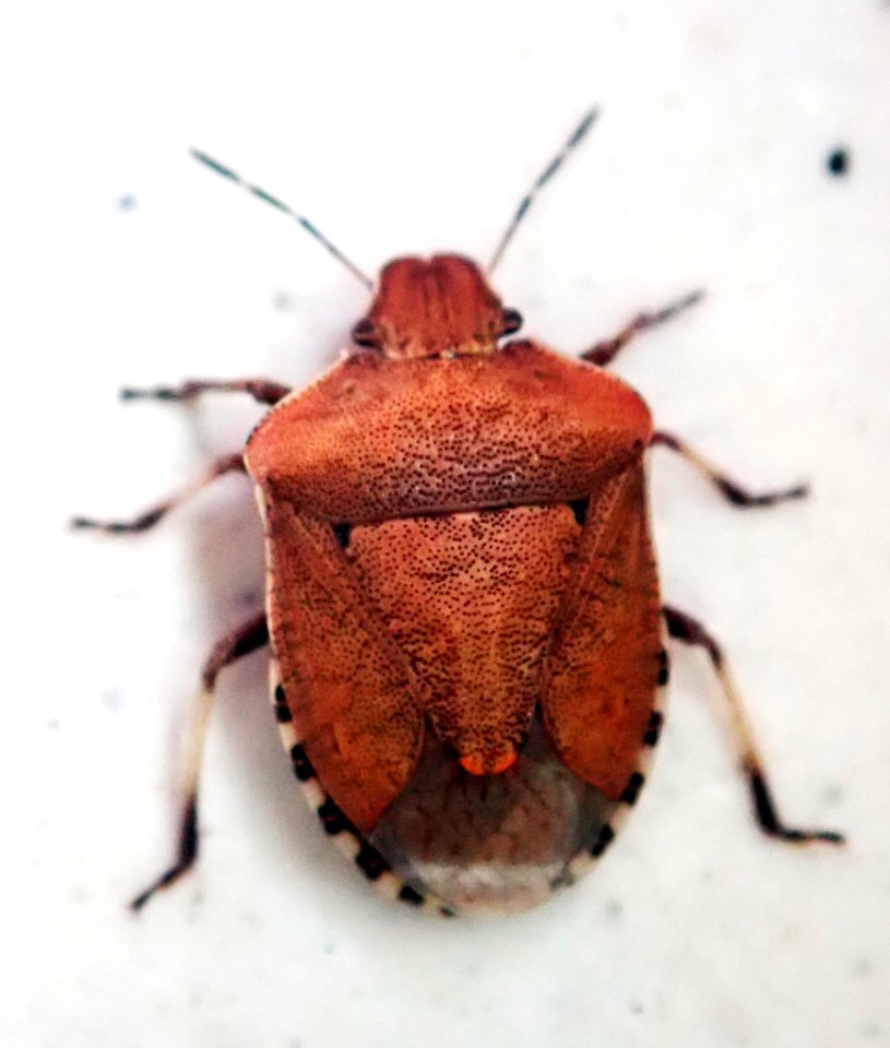 Dictyotus caenosus 59403012