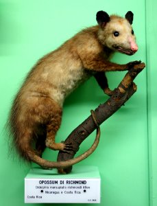 Didelphis marsupialis richmondi - Museo Civico di Storia Naturale Giacomo Doria - Genoa, Italy - DSC02969