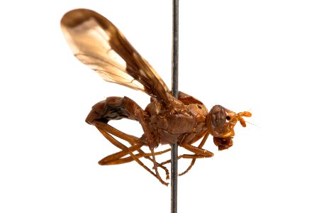 Diacrita costalis, side view