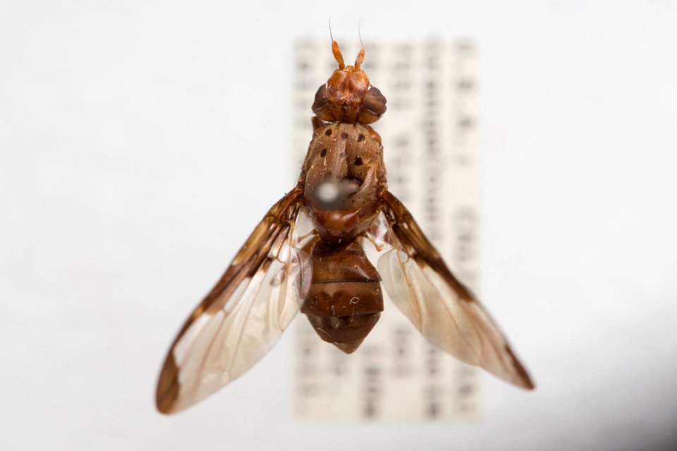 Diacrita costalis, dorsal view