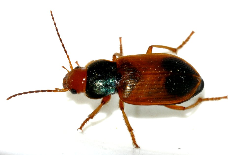 Diachromus-germanus-01-fws