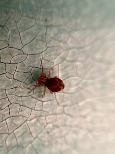 Dicyrtomina ornata 104905606