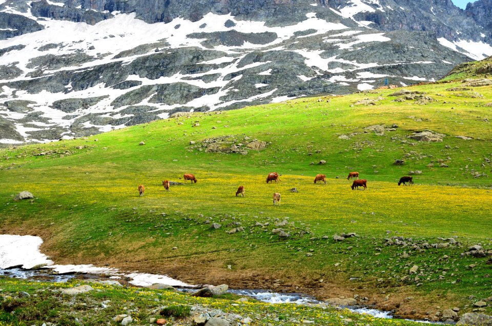 Nature green kaçkars