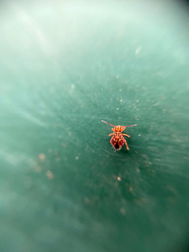 Dicyrtomina ornata 63998108