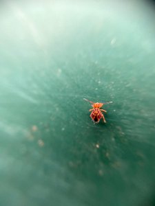 Dicyrtomina ornata 63998108