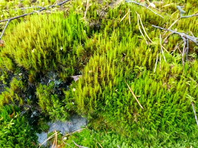 Dicranum scoparium 95825128