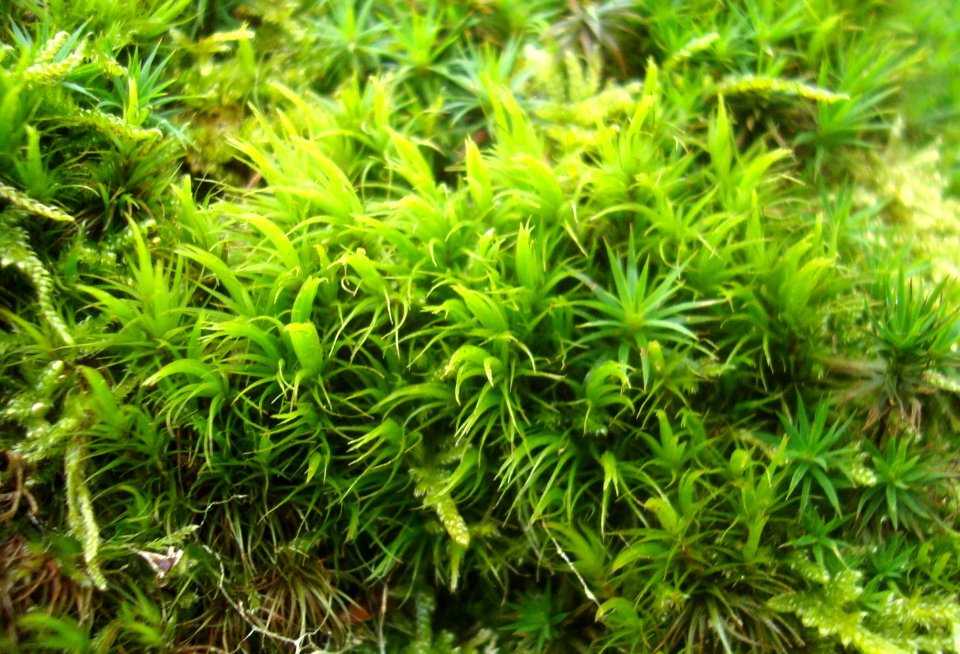 Dicranum scoparium Podkomorské lesy