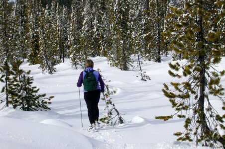 Winter national forest trail photo